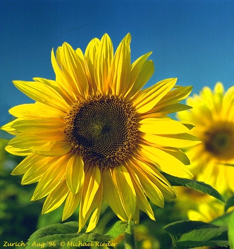 Sunflower 69k