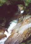 Calata dall'albero