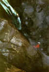 19-C22-PERICOLOSA.jpg (33140 octets)