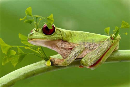 Baumfrosch