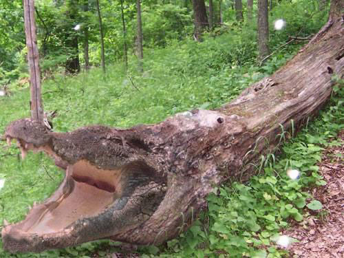 Baumkrokodil