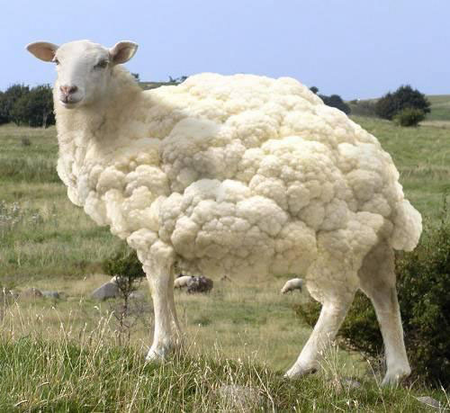 Blumenkohlschaf