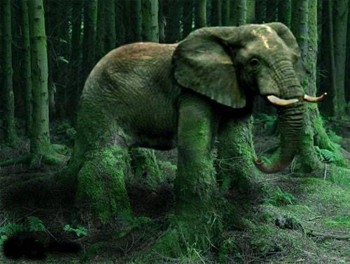 Elephantenbaum