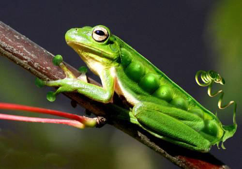 Erbesenfrosch