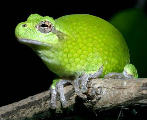 Fruchtfrosch