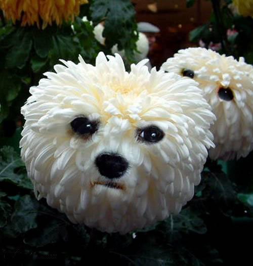 Hundeblume