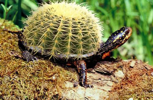 Kakteenschildkrte