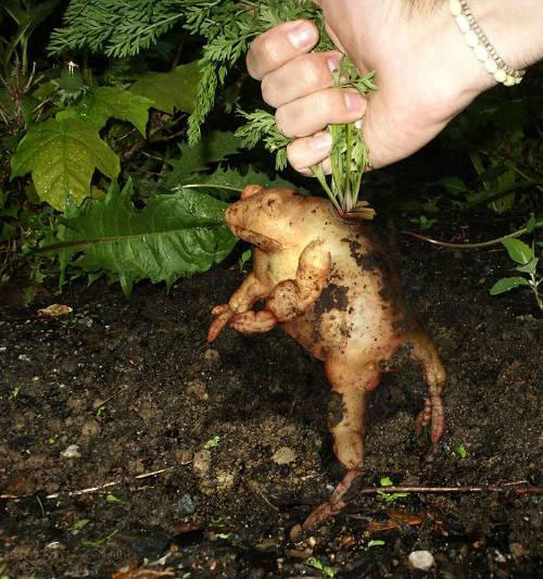 Kartoffelfrosch