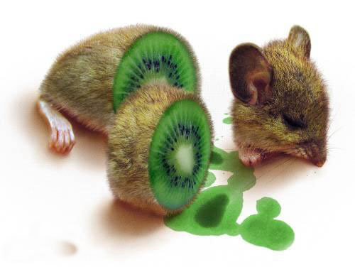 Kiwihamster