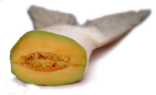Melonenfisch