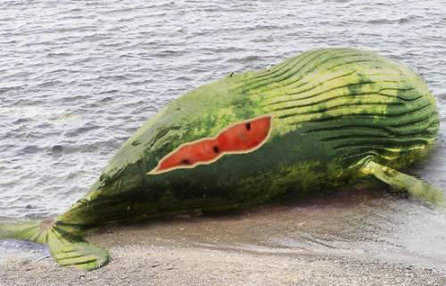 Melonenwal