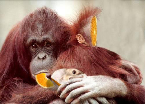 Orangeutan