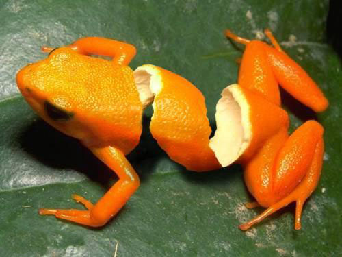 Orangschenfrosch