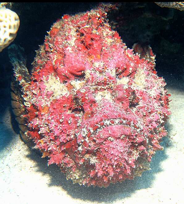 stonefish.jpg