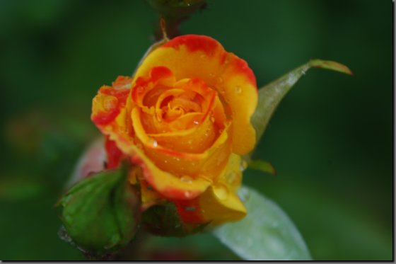 dsc_0020.jpg