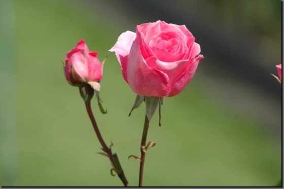 dsc_0068.jpg