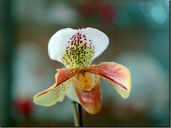 orchidee02.jpg