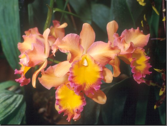 orchidee10.jpg