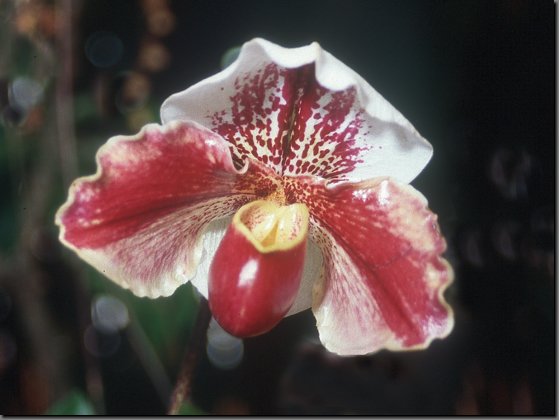 orchidee27.jpg