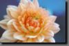 dsc_0010a.jpg