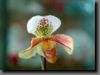 orchidee02.jpg
