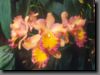 orchidee10.jpg