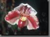 orchidee27.jpg