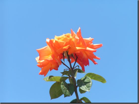 pict1116.jpg