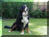 jessy.JPG (97543 Byte)