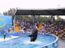 Orca Show