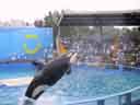 Orca Show