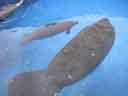 Manatees
