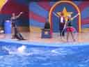 Sealion Show
