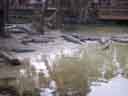 Alligators