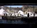 Penguins