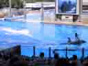 Shamu's Show