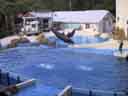 Dolphin Show