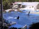 Dolphin Show
