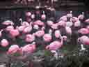 Pink Flamingos