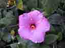 Ft. Myers Beach, Hibiscus