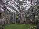 Edison & Ford, Banyan Tree