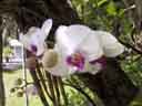 Edison & Ford, Garden, Phalenopsis