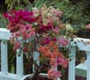 Bath Hotel Tretes color bush