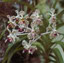 Bath_Hotel_Tretes_orchid.jpg (9380 bytes)