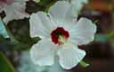 Hibiscus white