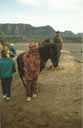 bromo horse