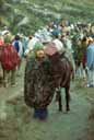 bromo horse and owner