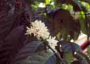 Cacao flowers