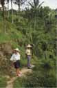 Rice Pady