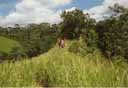Rice Pady